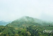 茶南茶区特点 华南茶区名茶-茗扬网
