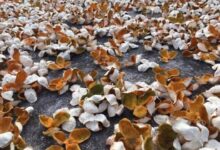 新会柑园一日游---正宗新会大红皮(上海一日游团购)-茗扬网