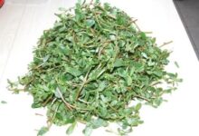 干马齿苋怎样泡水喝的(干的马齿苋如何泡水喝)-茗扬网