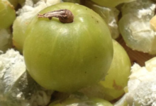 余甘子可以泡水喝吗(余甘子的功效与作用)-茗扬网