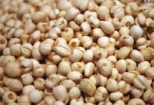 一般来说川贝可以泡水喝吗(念慈庵蜜炼川贝枇杷膏可以兑水喝吗)-茗扬网