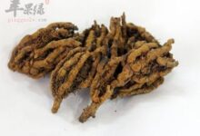黄连泡水喝怎么样 一定不能空腹喝-茗扬网