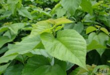 想要美容护肤 桑叶泡茶就可以了(干桑叶煮水洗脸的方法)-茗扬网