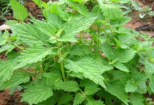 冬凌草怎么泡水喝(冬凌草泡水喝的功效)-茗扬网