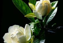 加工过的炒栀子可以泡茶喝吗(川断可以泡茶喝吗)-茗扬网