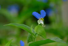 中草药鸭跖草能泡水喝吗(鸭跖草泡水喝能治嗓子发炎吗)-茗扬网