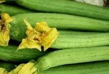 糖尿病喝什么茶降血糖(糖尿病的诊断标准)-茗扬网