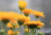 高血脂喝什么茶好(高血压高血脂喝什么茶好)-茗扬网