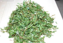 马齿苋泡水喝有什么功效(马齿苋泡水喝有什么功效作用)-茗扬网