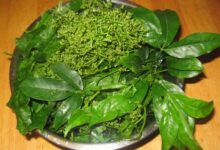 孕妇能喝三丫苦凉茶吗(孕妇能喝凉茶吗)-茗扬网