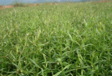 白花蛇舌草泡水喝的功效有哪些呢-茗扬网