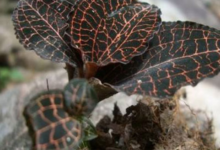 金线莲泡水喝的功效是什么呢(金线莲泡水喝的功效与作用及禁忌)-茗扬网