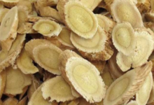 黄连泡茶喝有什么好处(黄连泡茶喝对人体有什么好处)-茗扬网