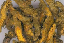 黄连泡水喝作用与功效(黄连泡水喝的功效)-茗扬网