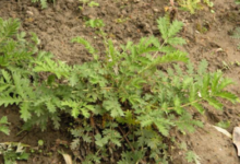 翻白草泡水喝的作用是什么-茗扬网