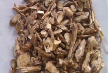 白鲜皮泡水喝的功效和作用是什么呢-茗扬网