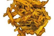 黄连泡水喝的好处(黄连泡水喝有什么疗效)-茗扬网