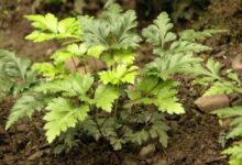 黄连泡水喝有什么坏处(黄连泡水喝多了有什么坏处)-茗扬网