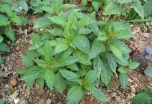 溪黄草泡水喝的功效是什么(十味溪黄草颗粒的功效)-茗扬网