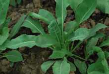 板蓝根凉茶的药理作用及各家论述-茗扬网