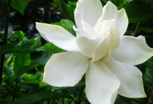 栀子泡水喝有什么好处-茗扬网