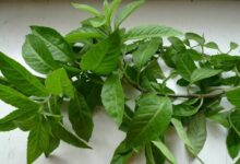 明月草叶子泡水喝有副作用吗(明月草可以泡水渴吗)-茗扬网