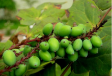 青果泡水喝的禁忌是什么呢(青果泡水喝能治咽炎吗)-茗扬网