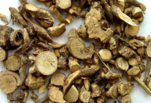 山豆根泡水喝的功效都有哪些呢-茗扬网