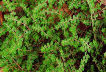 地锦草泡水喝功效有哪些(冠心病人能喝地锦草泡水吗)-茗扬网