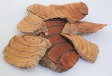 大血藤泡水喝的功效是什么呢(大血藤泡酒喝的功效及作用)-茗扬网