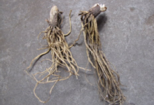 漏芦茶的功效和作用是什么(漏芦的功效与作用禁忌)-茗扬网