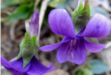 紫花地丁泡茶的功效是什么呢(紫花地丁泡水喝的功效)-茗扬网