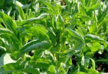 大青叶茶的功效和作用是什么(大青叶功效与作用药店有卖的吗)-茗扬网