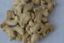 炒栀子干姜泡水喝的功效和作用是什么(栀子和干姜泡水喝的功效与作用)-茗扬网