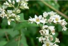 金荞麦芦根茶的功效是什么呢-茗扬网