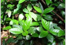 矮地茶价格会不会很贵呢-茗扬网