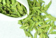 乌牛早茶的产地在哪里    怎么挑选-茗扬网