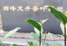 龙井茶品牌崛起背后的暗战-茗扬网