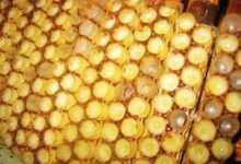 蜂蜜品牌,十大蜂蜜品牌排行榜(品牌蜂蜜和野生蜂蜜的区别)-茗扬网