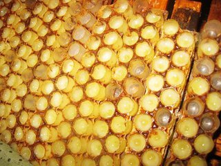 蜂蜜品牌,十大蜂蜜品牌排行榜
