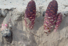 锁阳女人可以吃吗 价格是多少-茗扬网