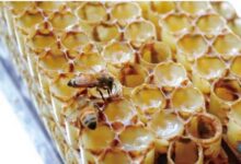 怎么在超市选购蜂王浆 选购蜂王浆的方法技巧-茗扬网