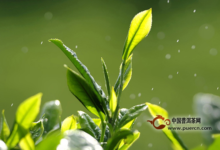 黄山金毫历史由来(黄山金浦东邑酒店)-茗扬网