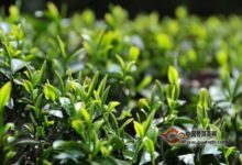 浮梁工夫茶的历史(浮梁茶名气大么)-茗扬网
