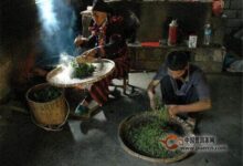 制茶历史详解(制茶发展史)-茗扬网
