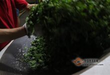 杀青是一种拥有悠久历史的制茶工艺(制茶杀青工艺)-茗扬网