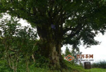 千家寨名字由来(鸭屎香的名字由来的故事)-茗扬网