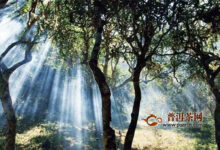 景迈山：世界茶文化的自然博物馆(澜沧县景迈山的茶文化)-茗扬网