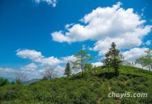 西南茶区包括哪些地区，西南茶区主产茶叶种类(中国西南茶区主要茶的种类)-茗扬网