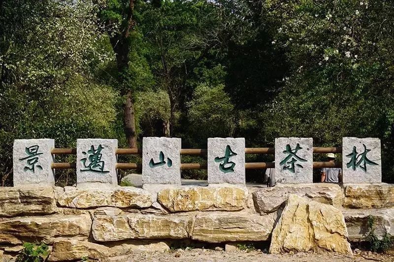 拥有悠久历史的“景迈山”为什么价格上不去？